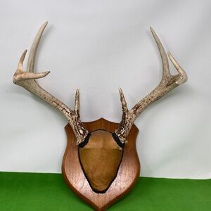 Whitetail Deer Antler Mount Plaque 8 Point